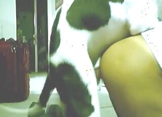 犬類迅速地插入了她緊緻的入口