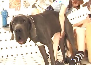 Close-up zoo fuckery with an absolute whore