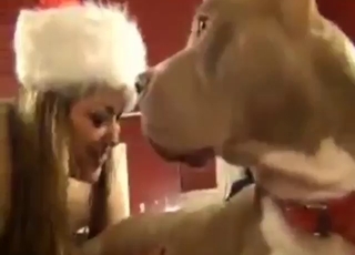 Pitbull porn showing this sexy animal teasing
