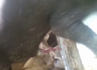 Porn-ready pig masturbates and cums hard