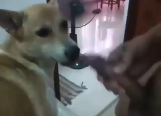 Big and hot fuck scene with a kinky doggo