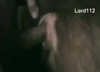 Cow with a tiny hole filled up by a big boner