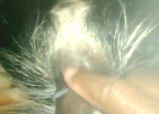 A wild, horny dude uses his penis for animal sex