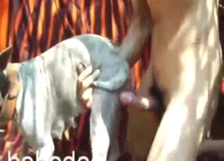 White animal is getting screwed by a thin stud