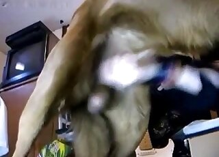 Jerking doggy pink dick just to get cum