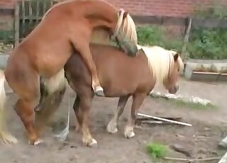 Two ponies are about to fuck like crazy